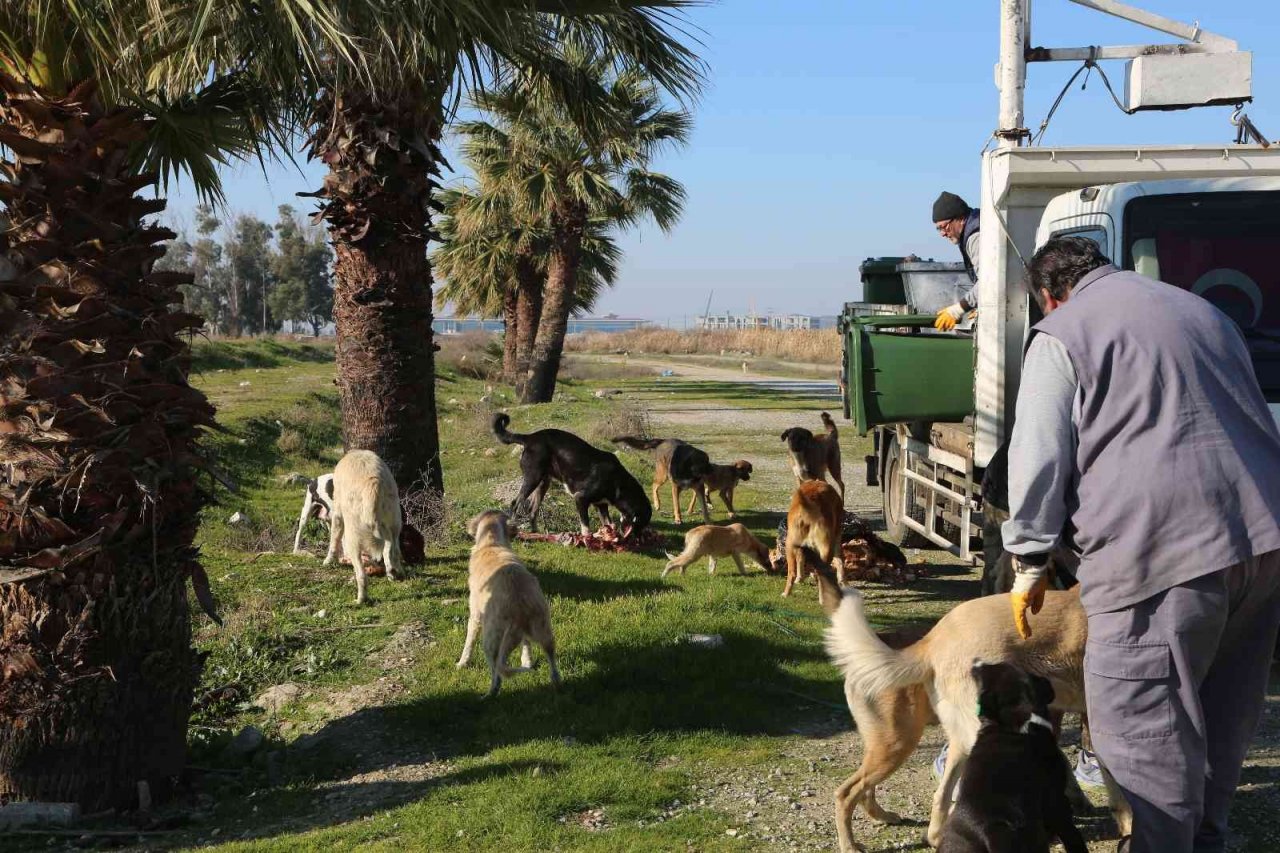 Efeler Belediyesi ekipleri israfı önleyerek can dostları besliyor