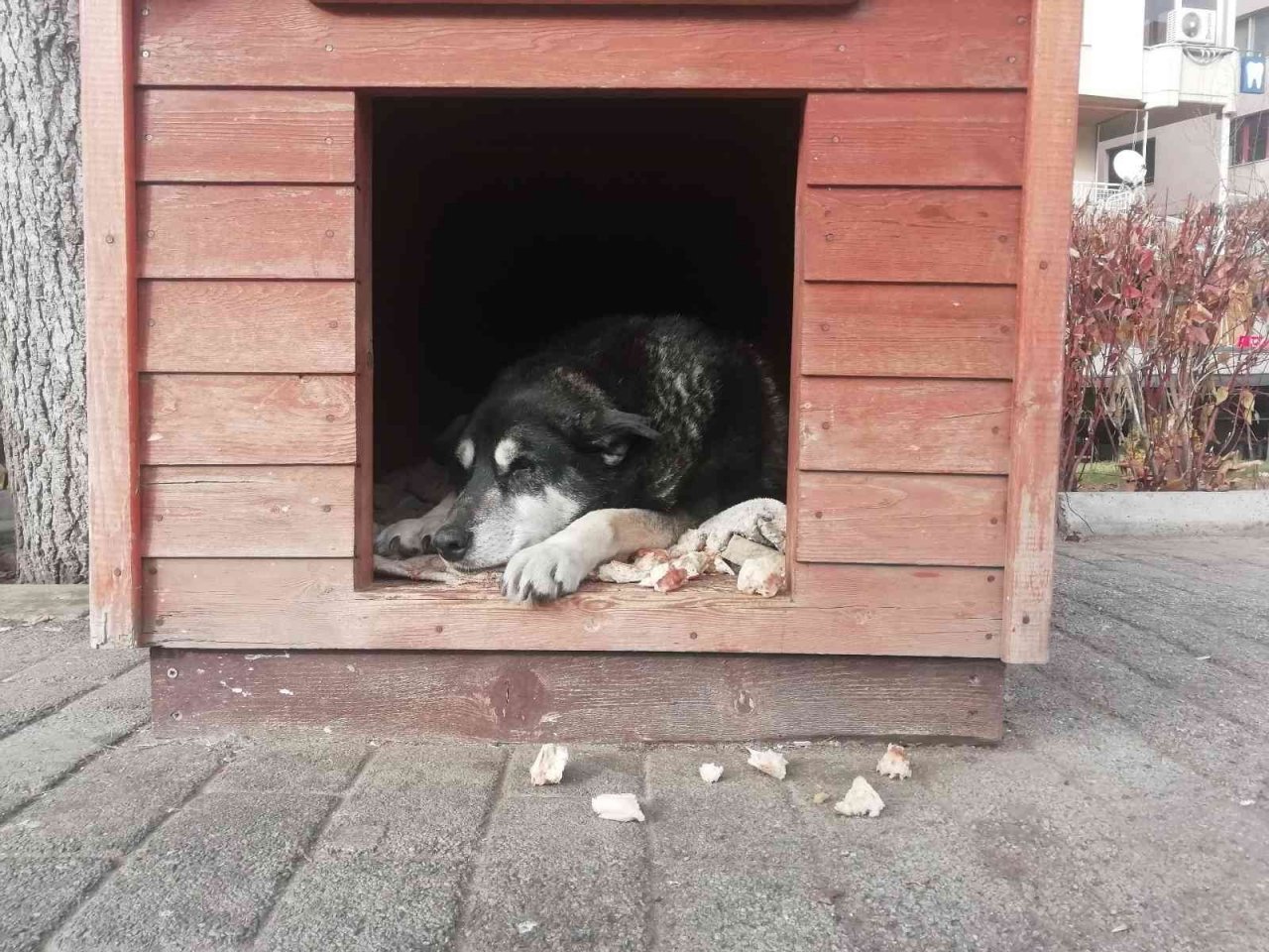 Soğuk havada sokak hayvanları kulübelere çekildi