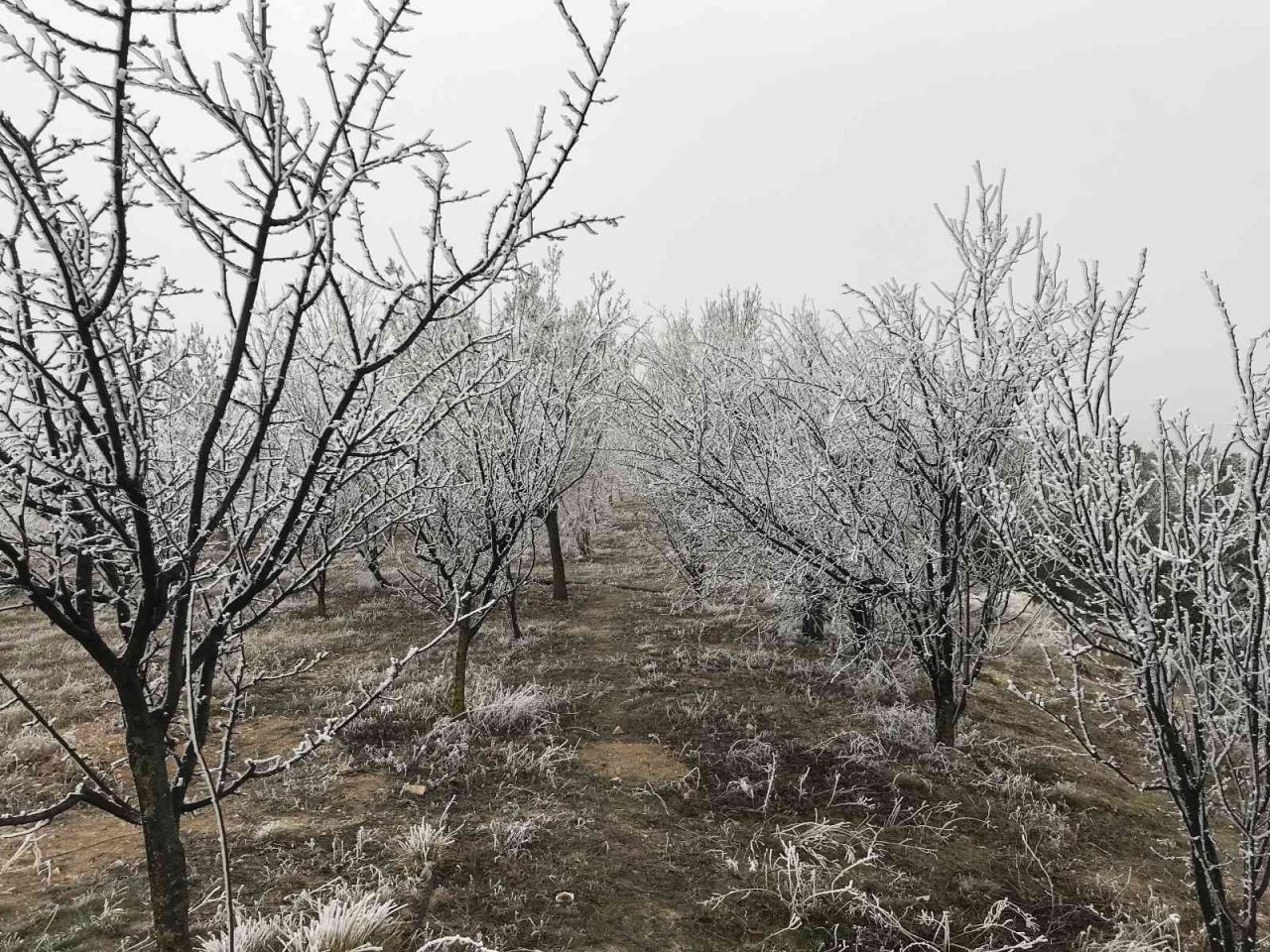 Eskişehir’de etkili olan kırağı eşsiz manzaralar sundu