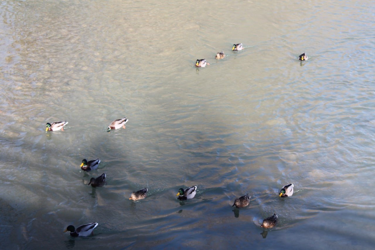 Sibirya’dan göç eden yeşilbaşlı ördekler Bayburt’u sevdi