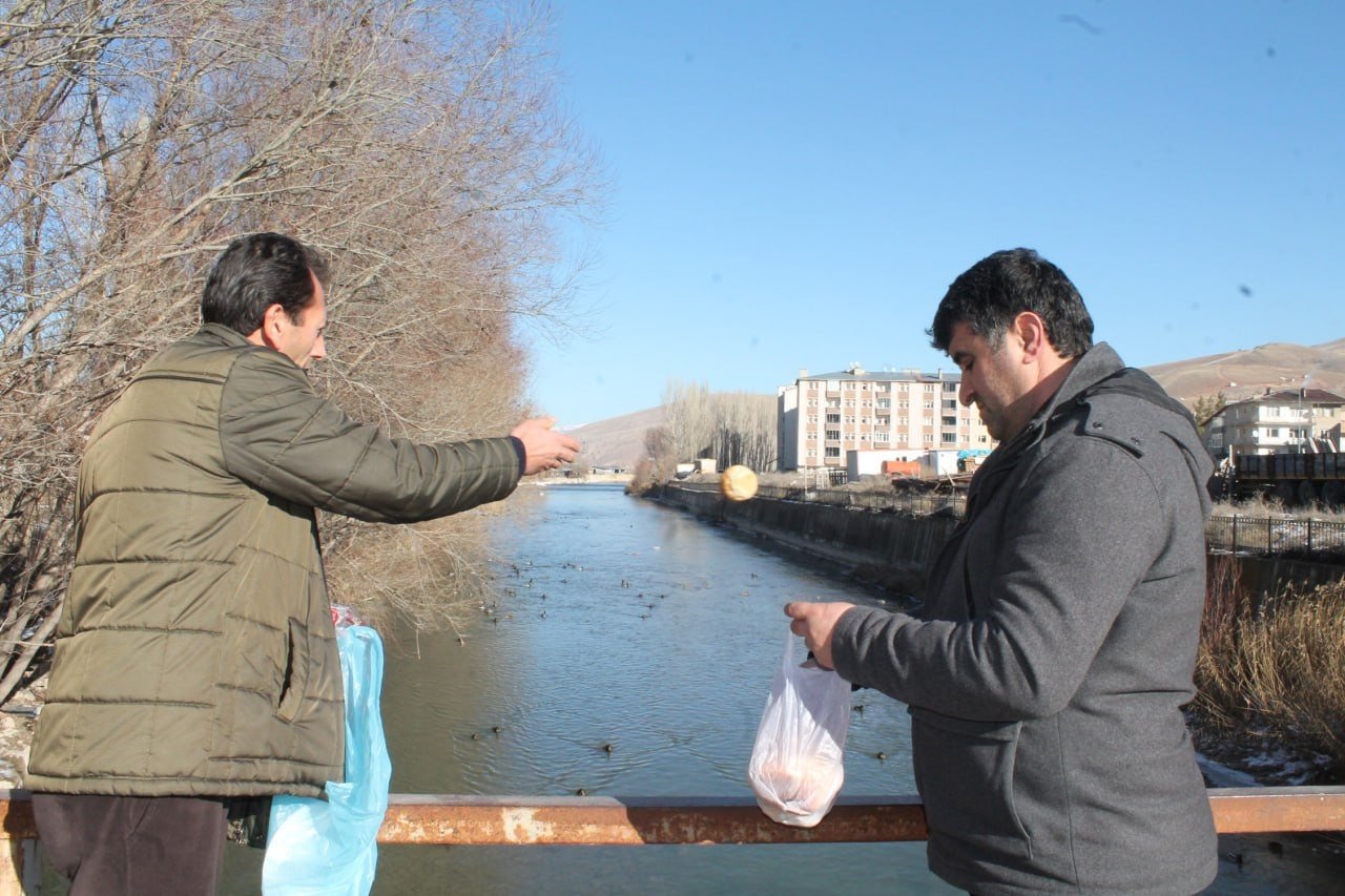 Sibirya’dan göç eden yeşilbaşlı ördekler Bayburt’u sevdi