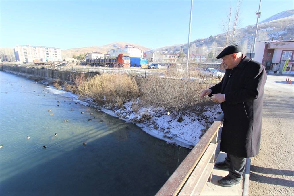 Sibirya’dan göç eden yeşilbaşlı ördekler Bayburt’u sevdi
