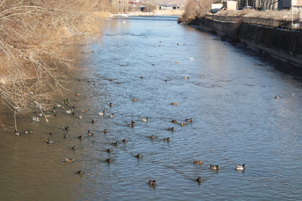 Sibirya’dan göç eden yeşilbaşlı ördekler Bayburt’u sevdi