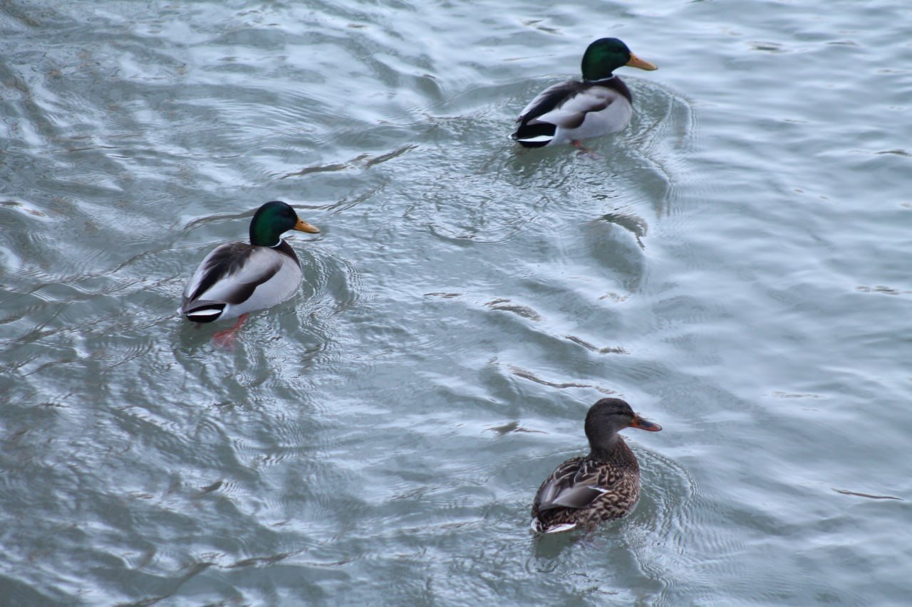 Sibirya’dan göç eden yeşilbaşlı ördekler Bayburt’u sevdi