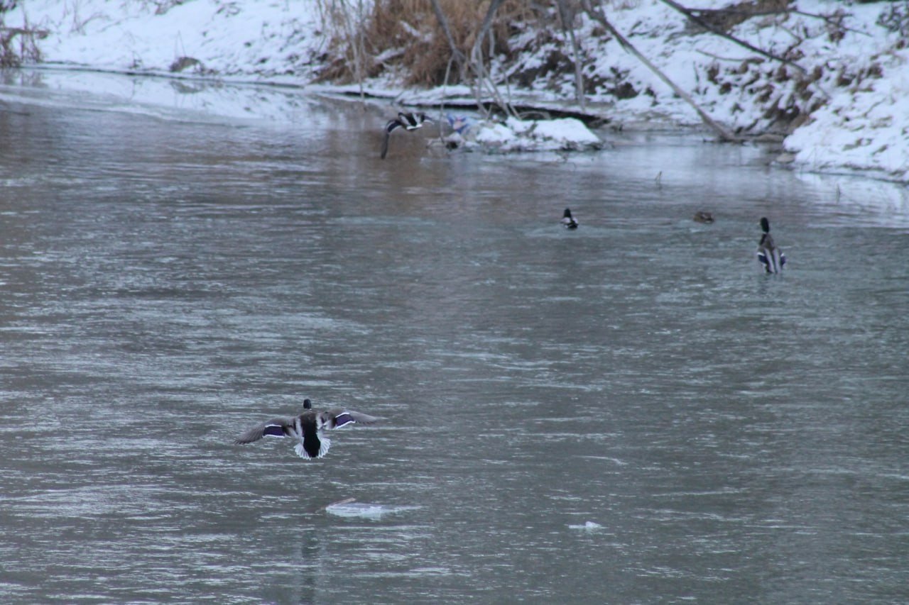 Sibirya’dan göç eden yeşilbaşlı ördekler Bayburt’u sevdi