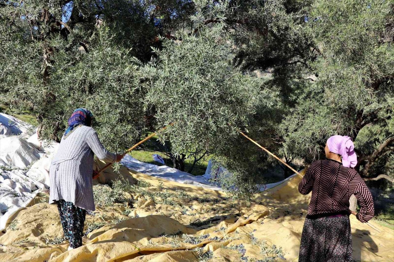 Başkan Özcan zeytin hasadına katıldı, üreticilerle bir araya geldi