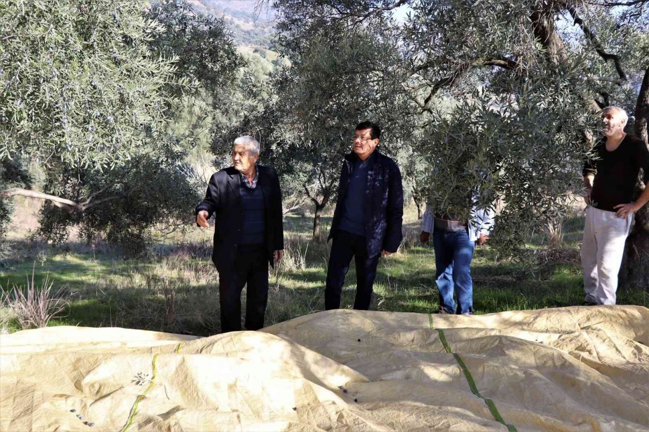 Başkan Özcan zeytin hasadına katıldı, üreticilerle bir araya geldi