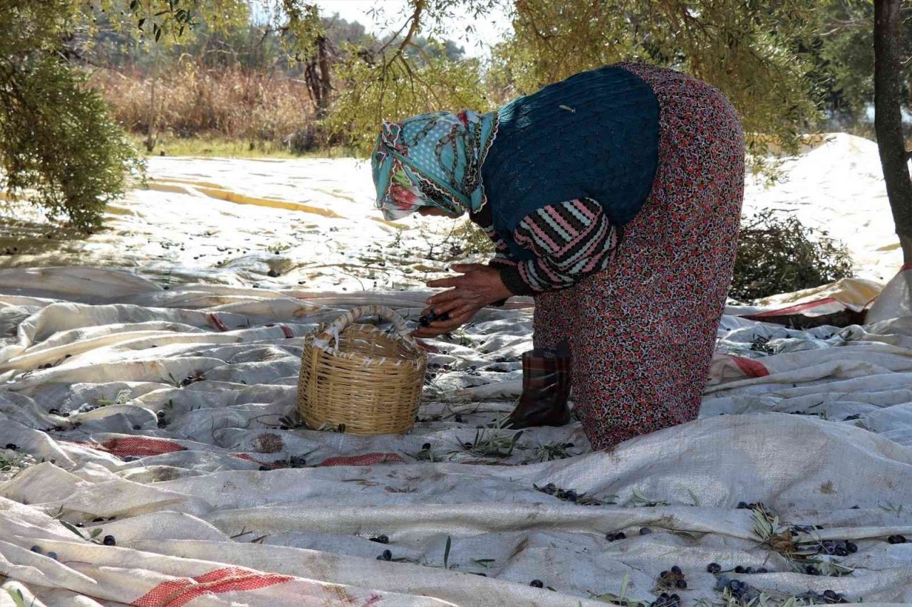Başkan Özcan zeytin hasadına katıldı, üreticilerle bir araya geldi