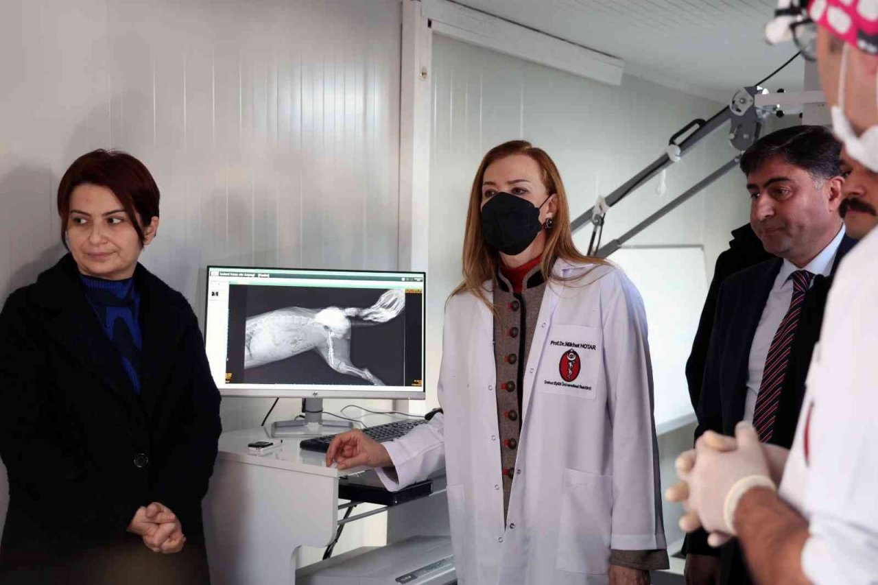 Dokuz Eylül’den sokak hayvanlarına şefkat eli