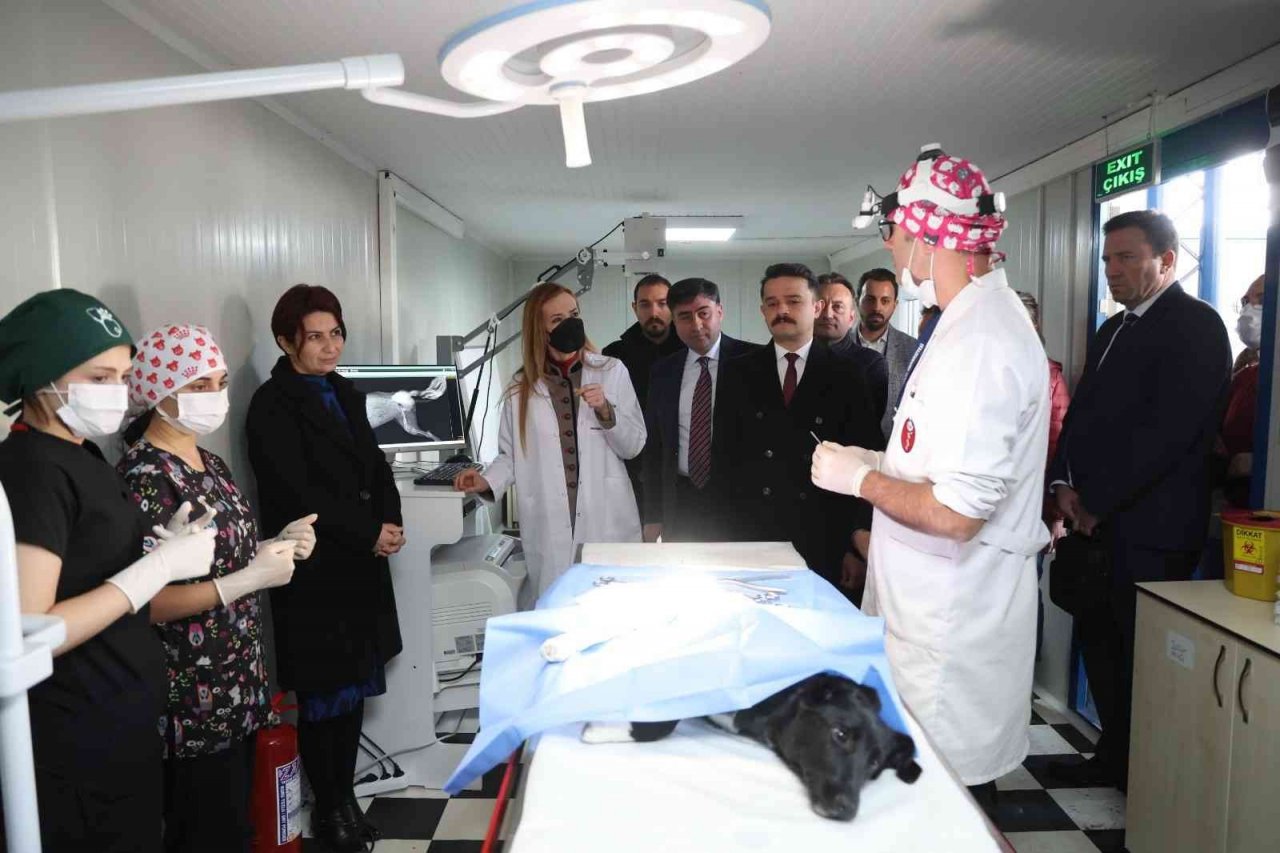 Dokuz Eylül’den sokak hayvanlarına şefkat eli