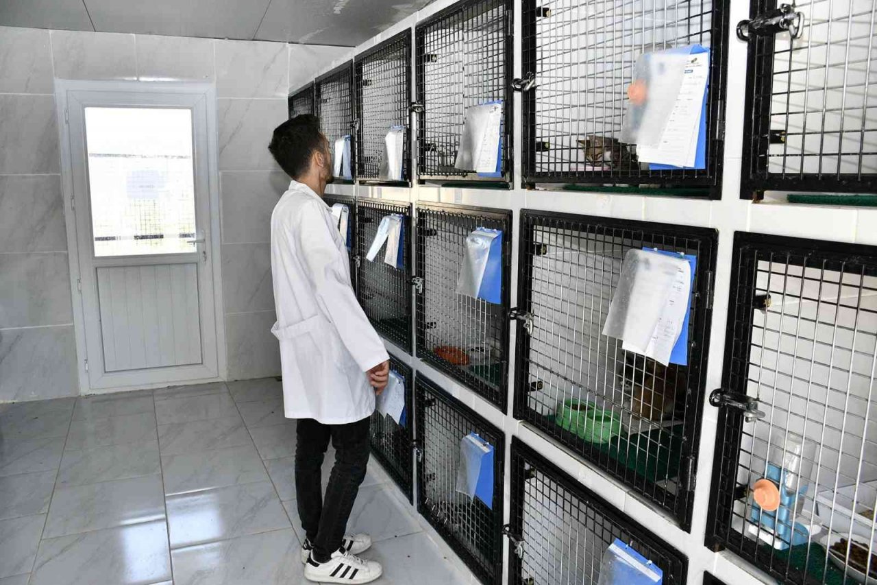 Kuşadası’nda 2022 yılında 4 bin 308 hayvana ev sahipliği yapıldı