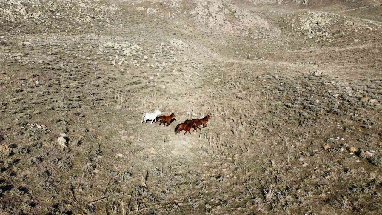 Yılkı atlarının havadan çekilen görüntüsü görenleri mest etti