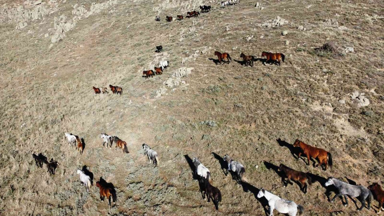 Yılkı atlarının havadan çekilen görüntüsü görenleri mest etti