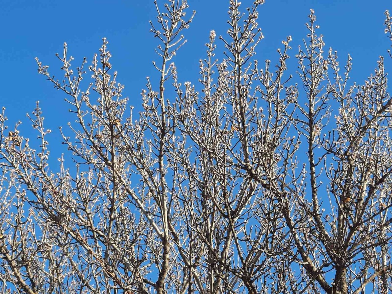 Kış ortasında çiçek açan badem ağaçları şaşırttı