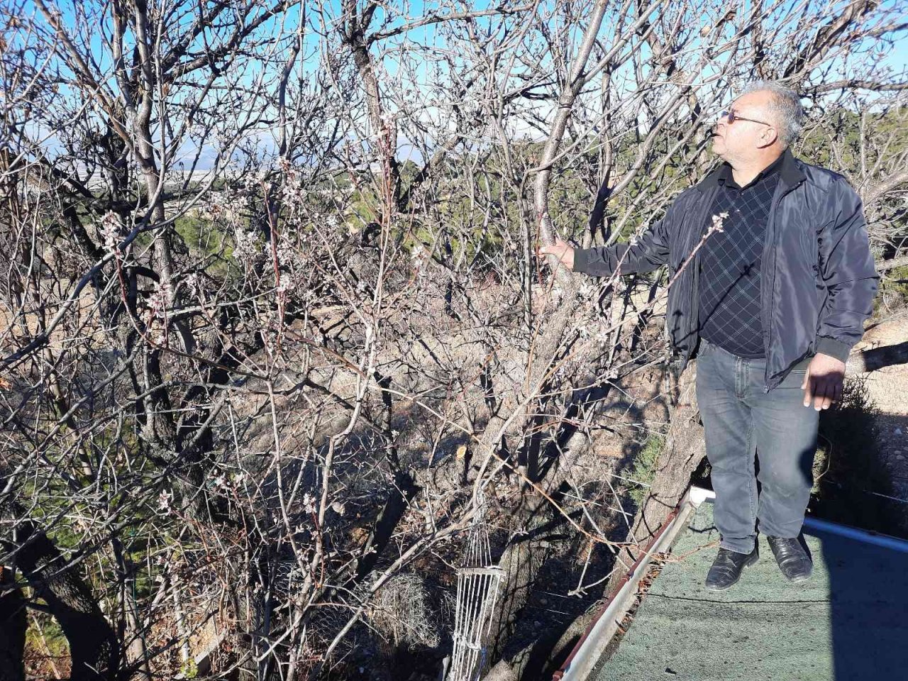 Kış ortasında çiçek açan badem ağaçları şaşırttı