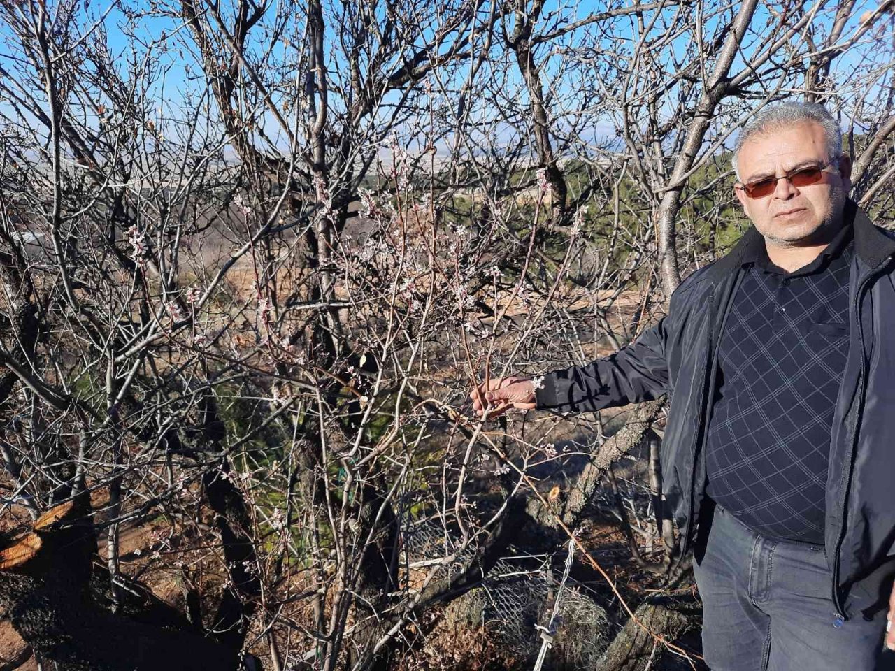 Kış ortasında çiçek açan badem ağaçları şaşırttı