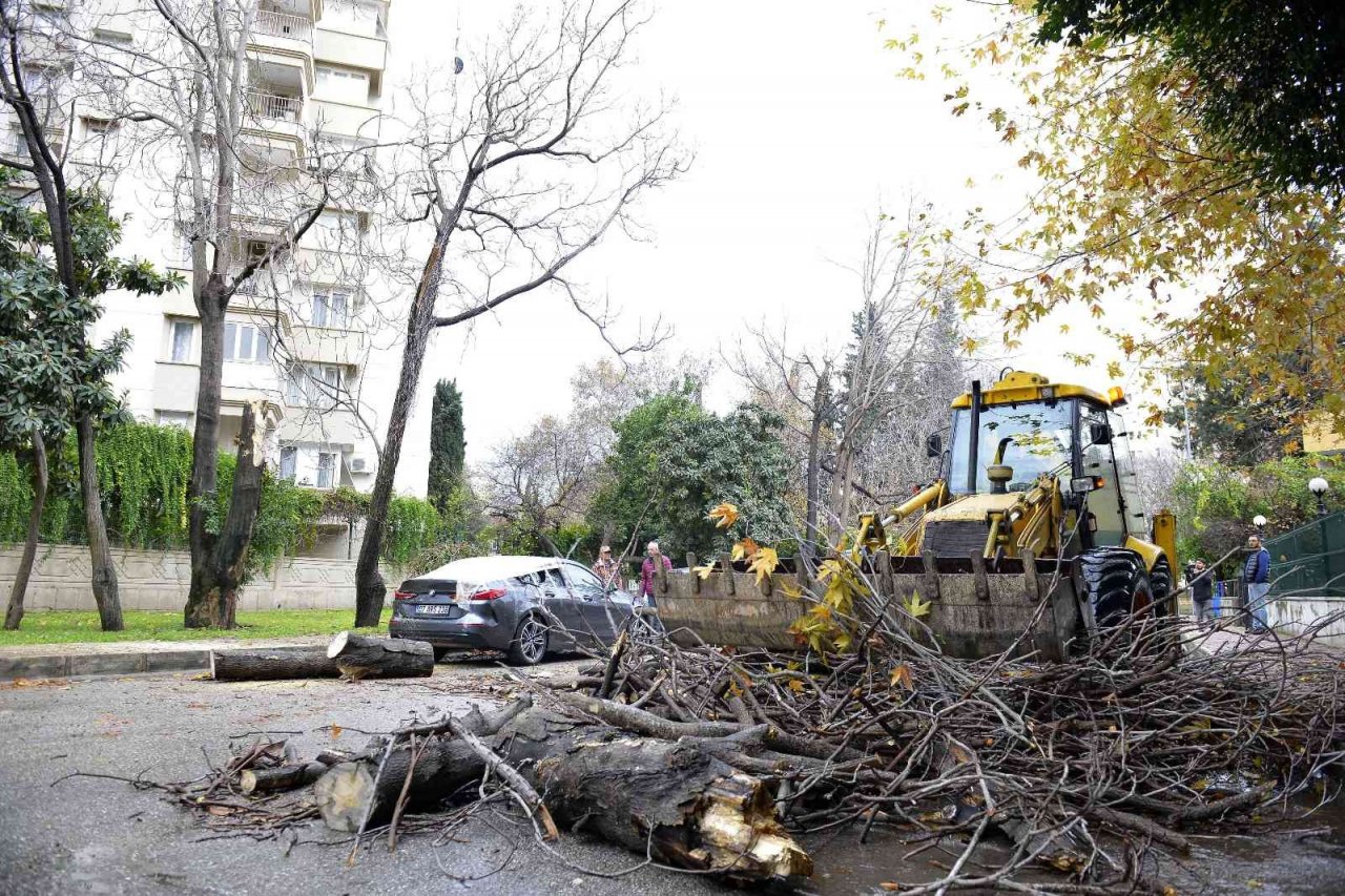 Devrilen ağaç lüks otomobili hurdaya çevirdi
