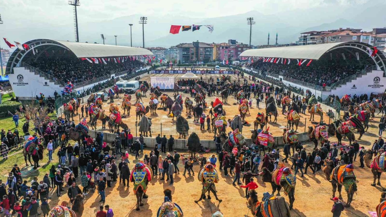 Denizli’de hafta sonu 120 pehlivan deve güreşecek