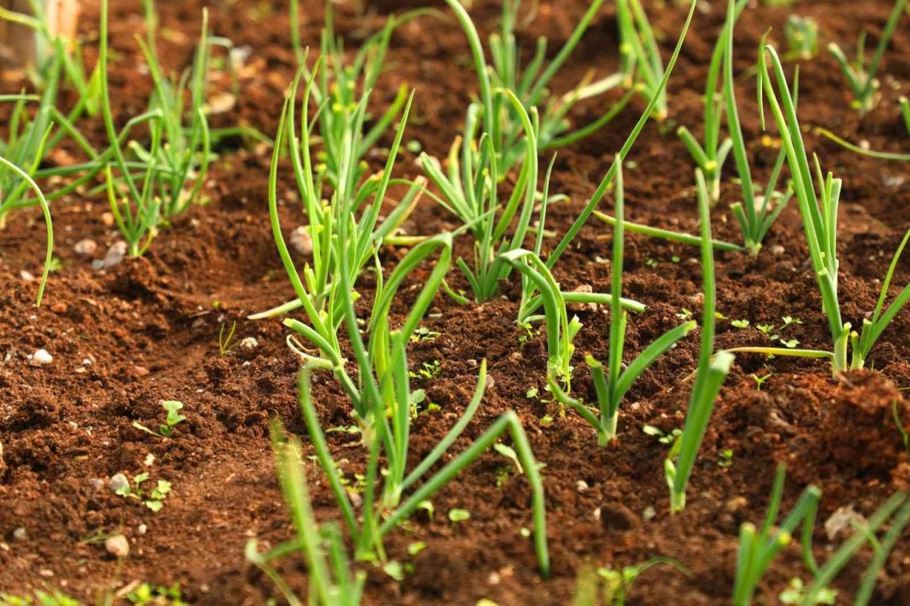 Diyarbakır’da organik sebze ve meyve üretimi başladı