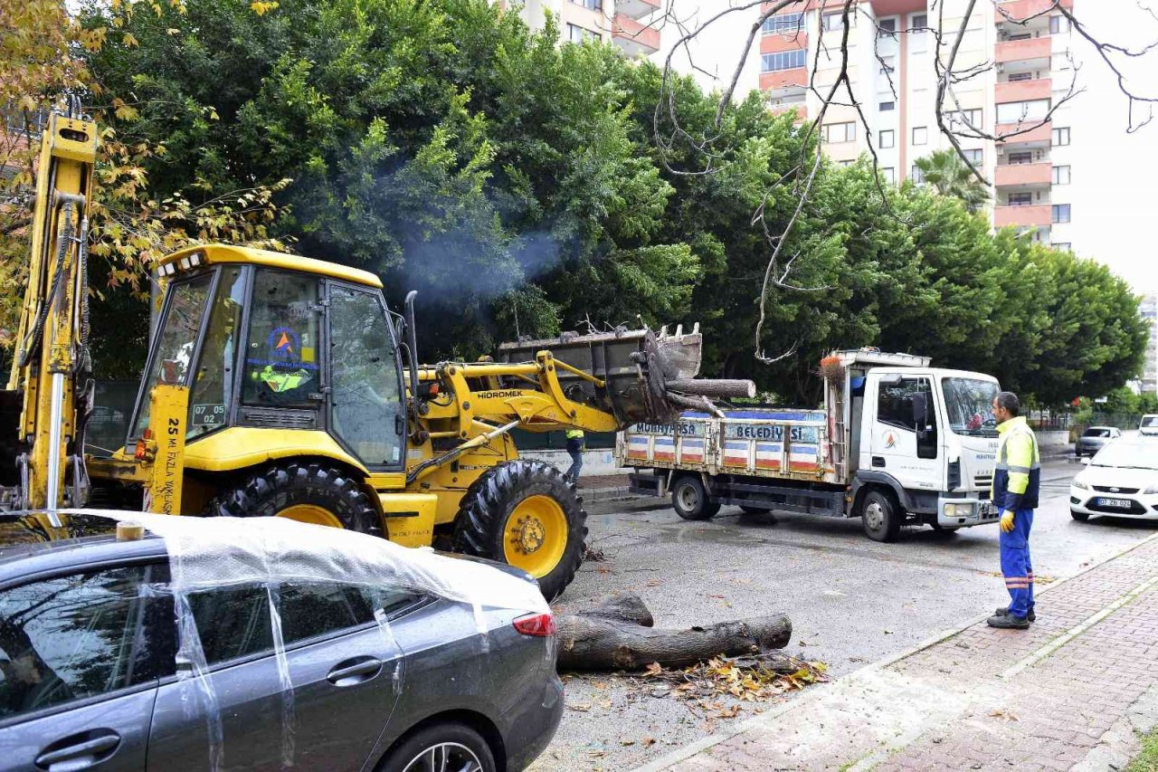 Devrilen ağaç lüks otomobili hurdaya çevirdi