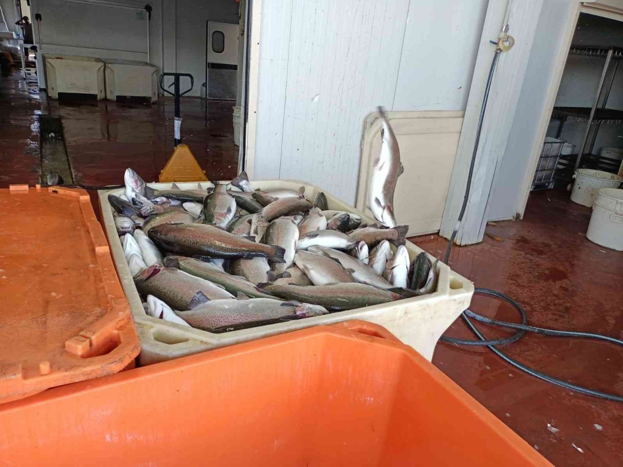 Gaziantep’ten dünyaya Türk somonu