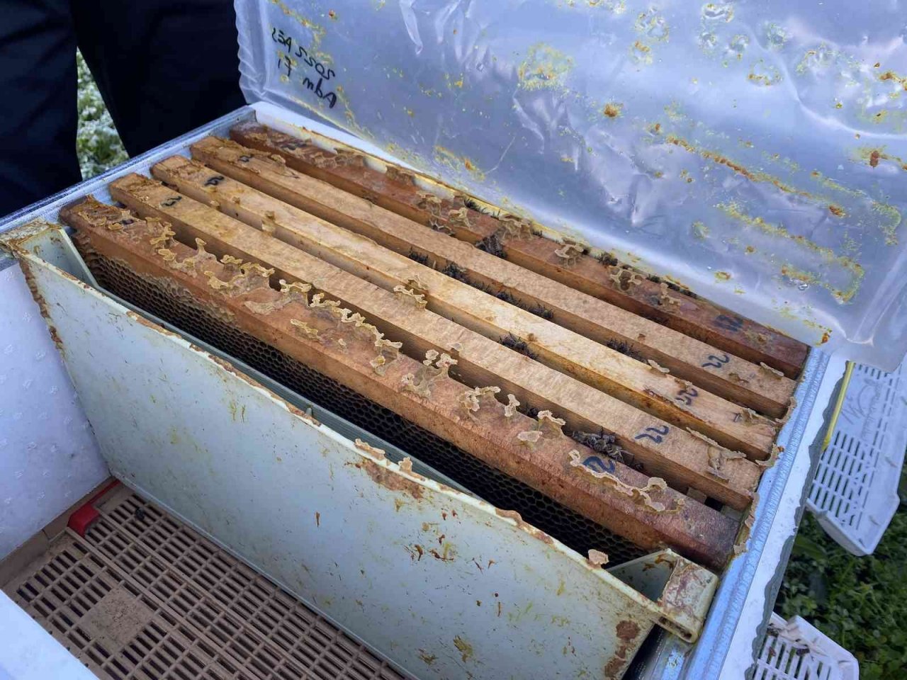 Yüksek hava sıcaklıkları arıcılığı ve bal üretimini olumsuz etkiliyor