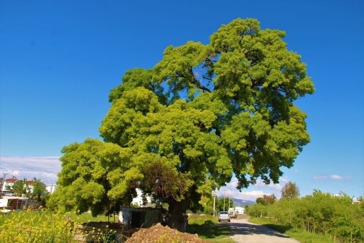 Fırtına, 2 asırlık ağacı devirdi