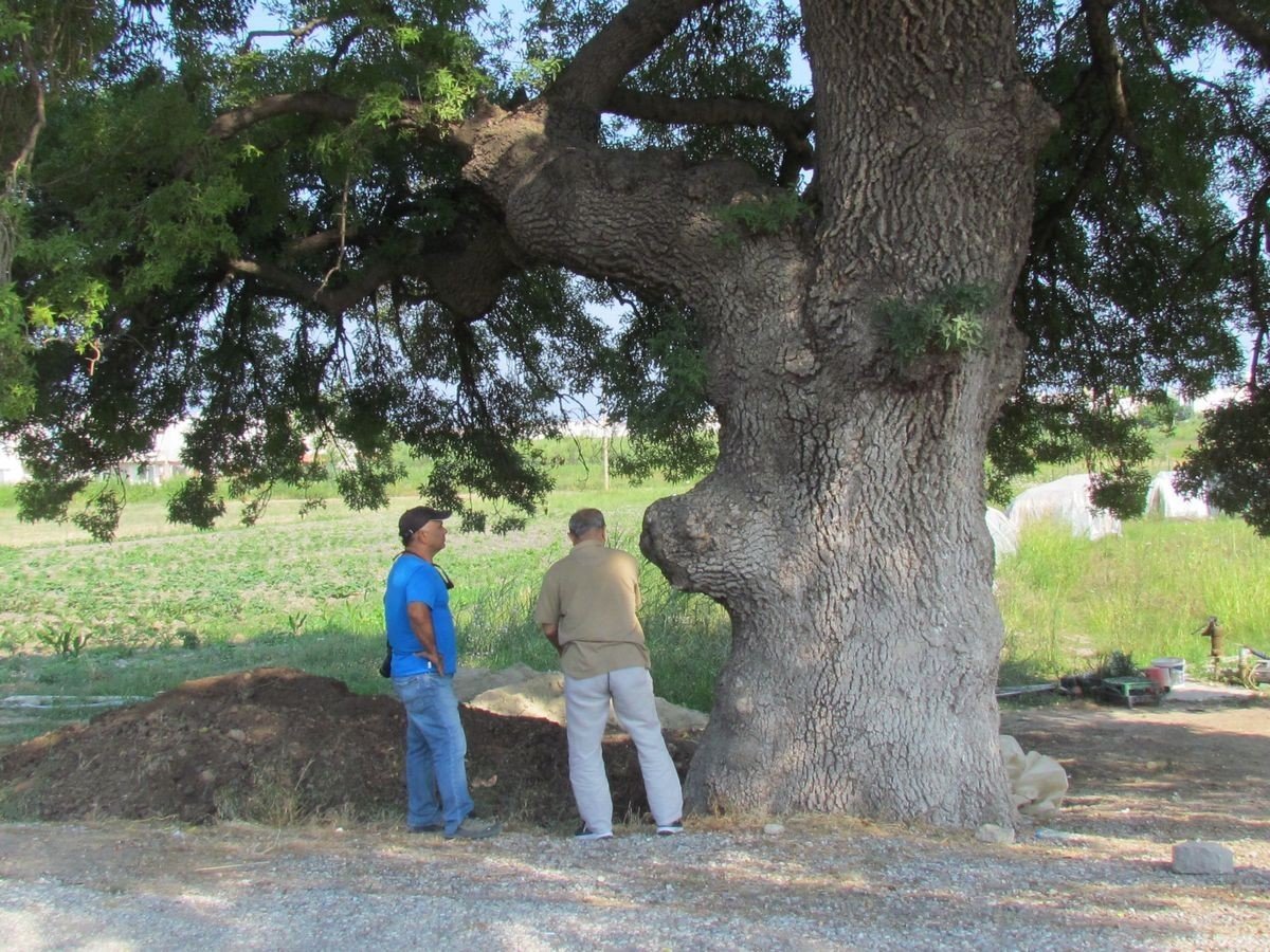 Fırtına, 2 asırlık ağacı devirdi