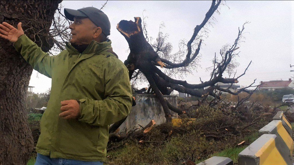 Fırtına, 2 asırlık ağacı devirdi