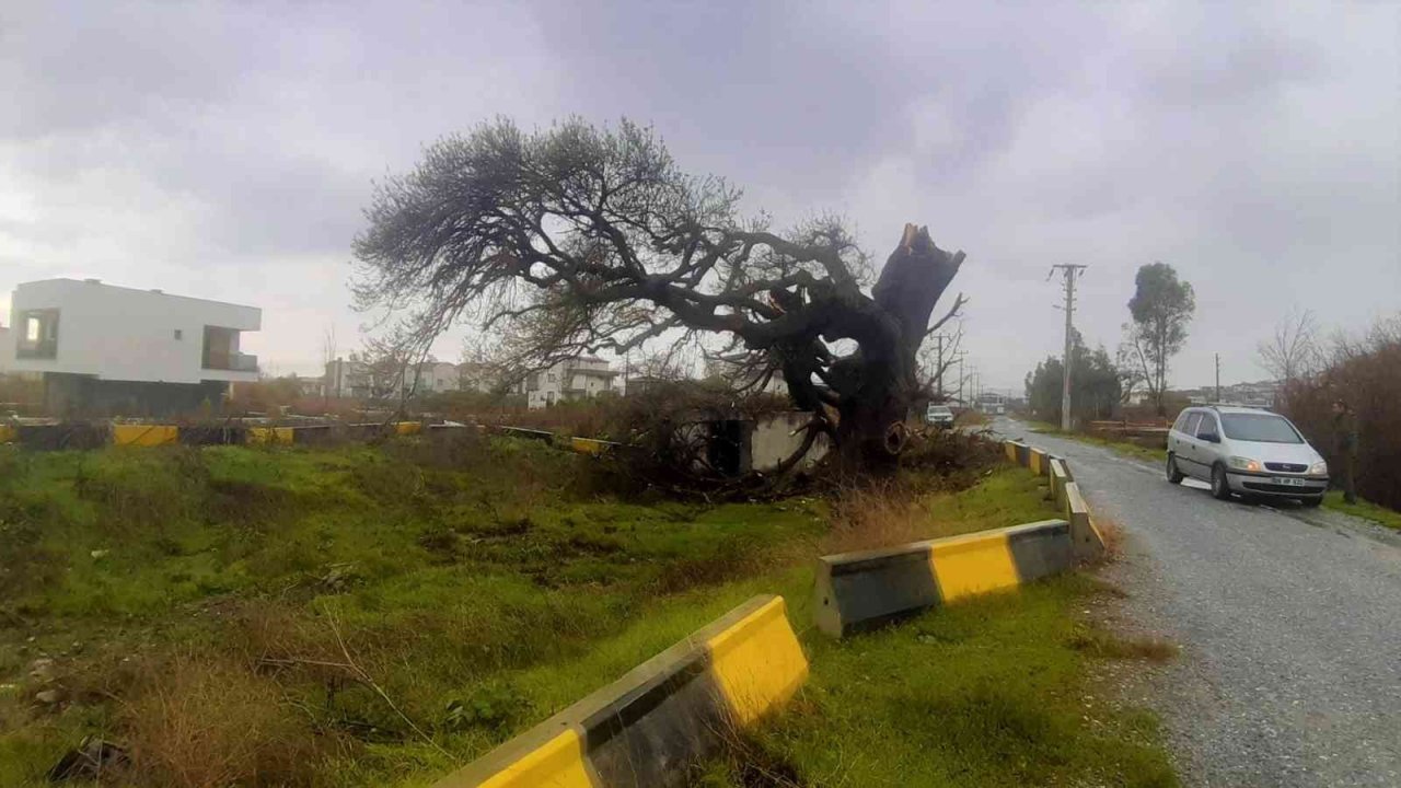 Fırtına, 2 asırlık ağacı devirdi