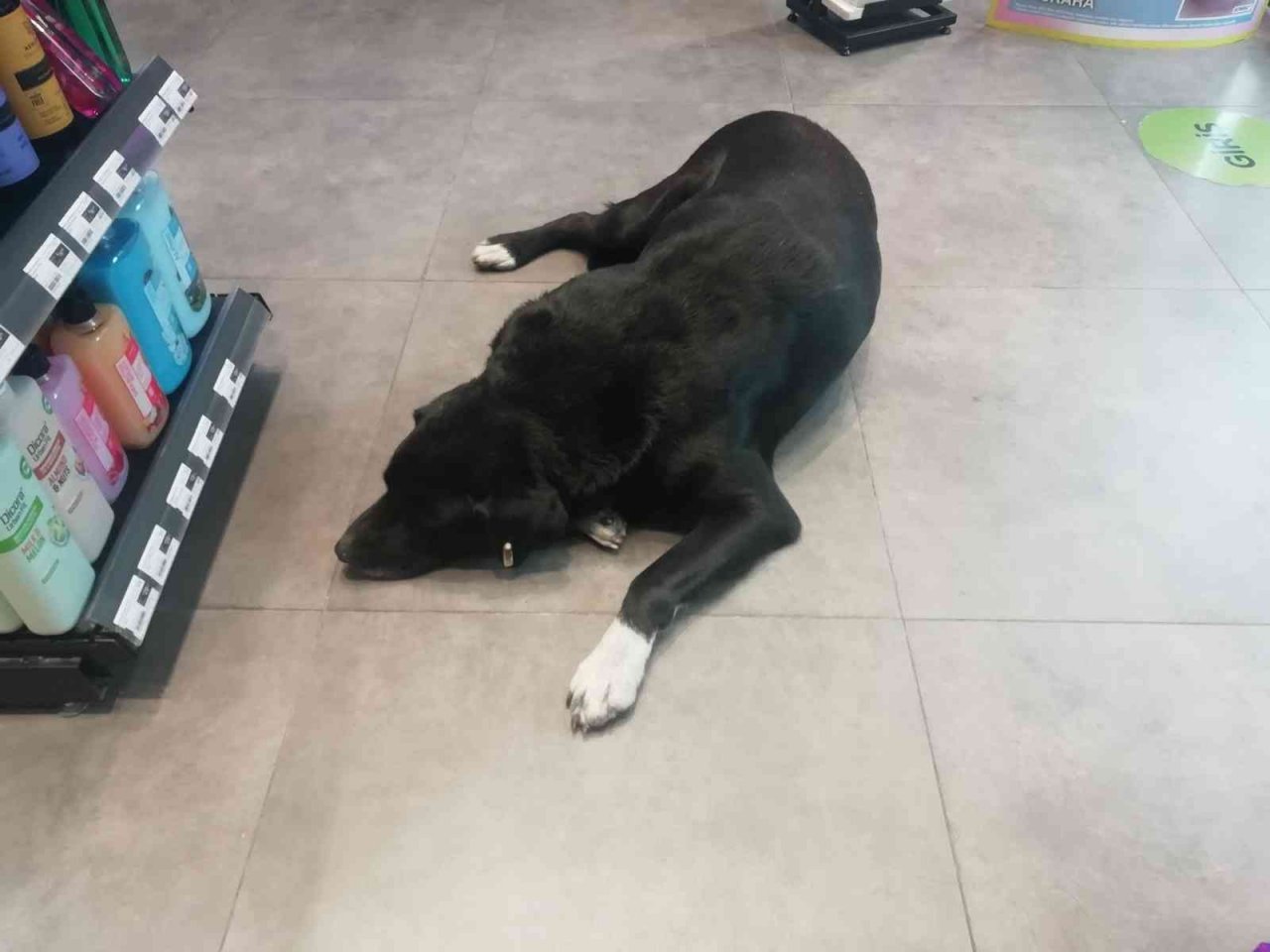 Isınmak için mağazaya giren köpeğin mama masrafını çalışanlar karşılıyor