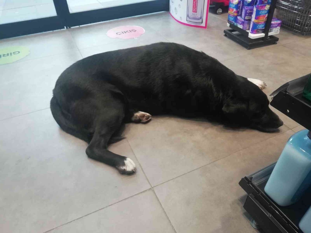 Isınmak için mağazaya giren köpeğin mama masrafını çalışanlar karşılıyor