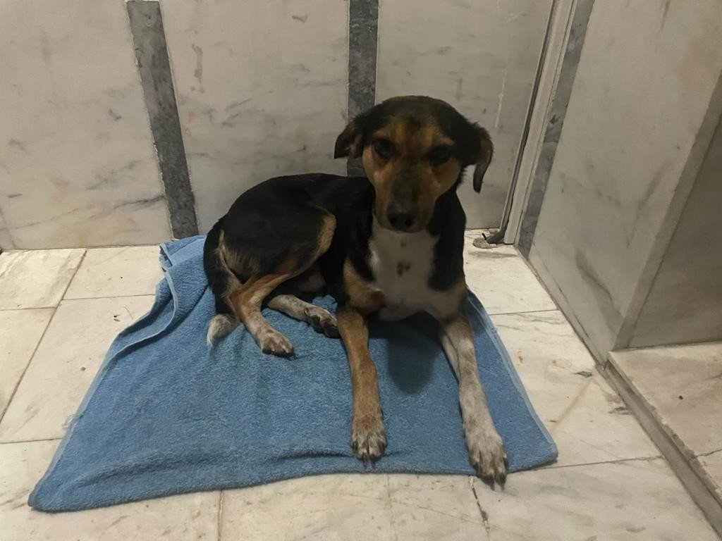 Yağmurda ıslanan köpeği ceketine sardı, apartman içerisine alarak ısıttı