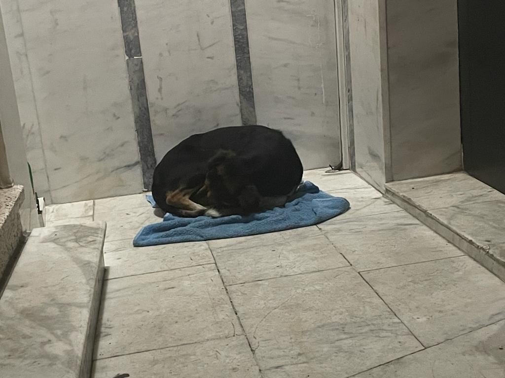 Yağmurda ıslanan köpeği ceketine sardı, apartman içerisine alarak ısıttı