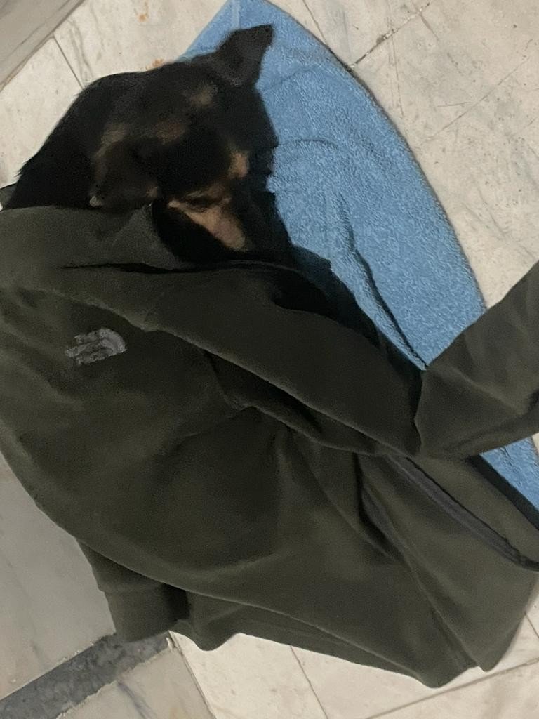 Yağmurda ıslanan köpeği ceketine sardı, apartman içerisine alarak ısıttı