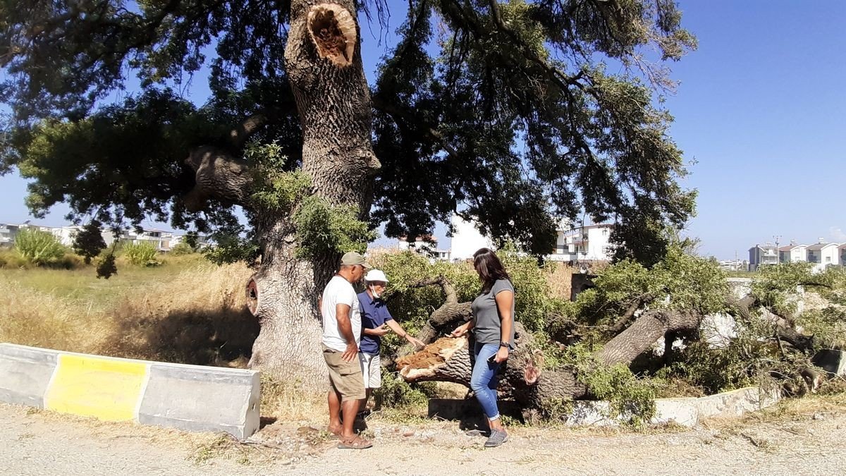 Doğaseverler, 210 yaşındaki ağacın korunması için harekete geçti