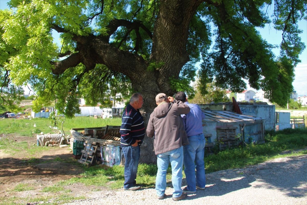 Doğaseverler, 210 yaşındaki ağacın korunması için harekete geçti