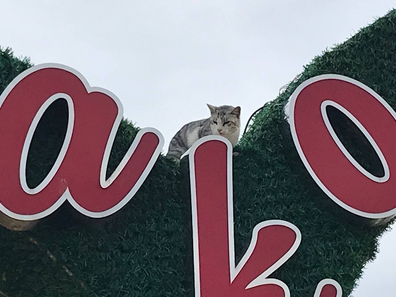 Reklam panosunda mahsur kalan kedi zor anlar yaşattı