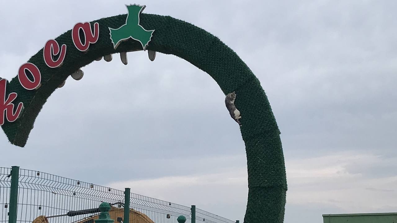 Reklam panosunda mahsur kalan kedi zor anlar yaşattı