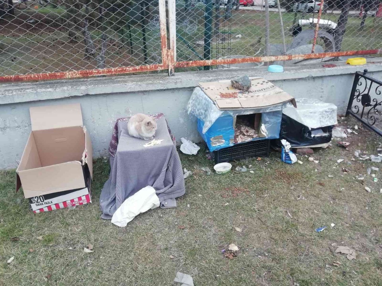 Kediler üşümesin diye kartondan evler yaptılar