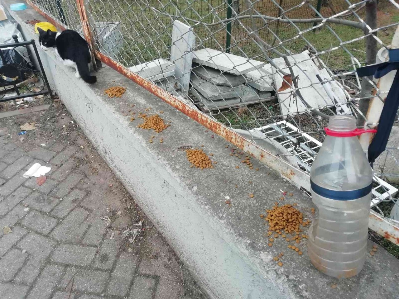 Kediler üşümesin diye kartondan evler yaptılar