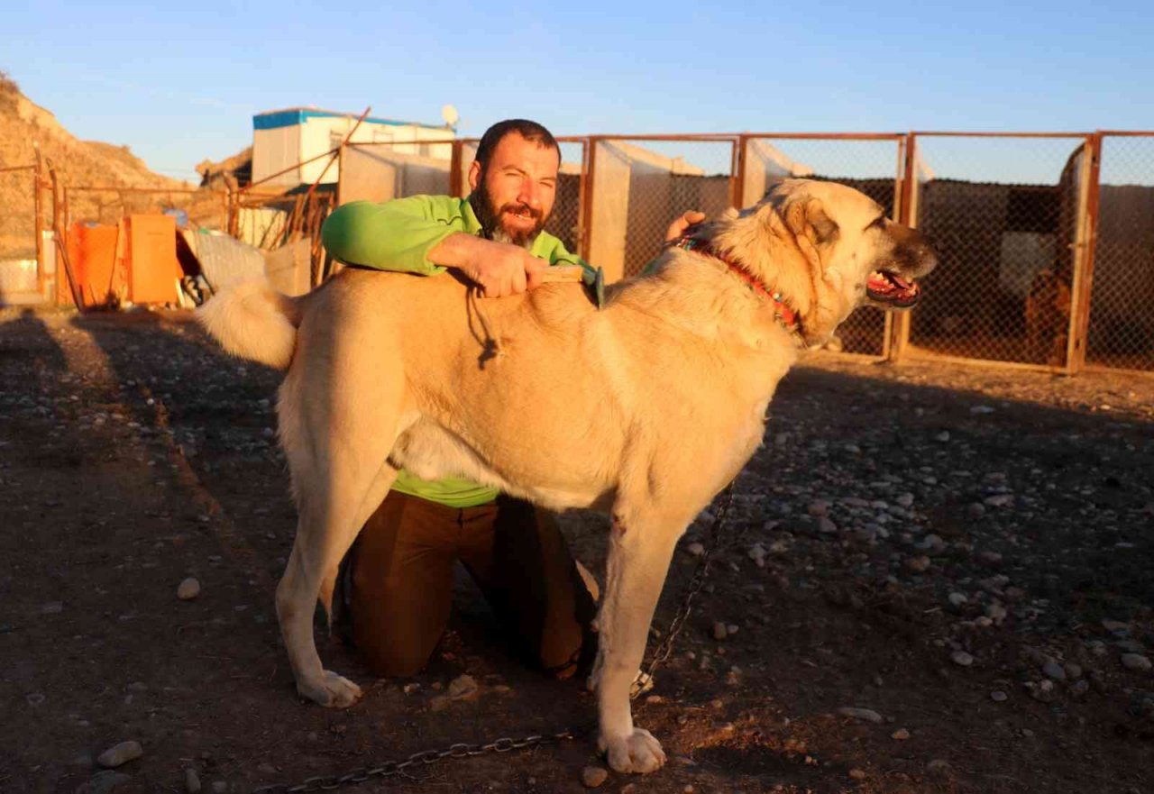 Kar yağmadı, Anadolu aslanı kış zırhını giyemedi