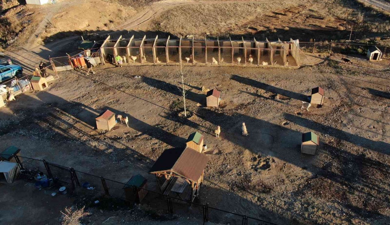 Kar yağmadı, Anadolu aslanı kış zırhını giyemedi