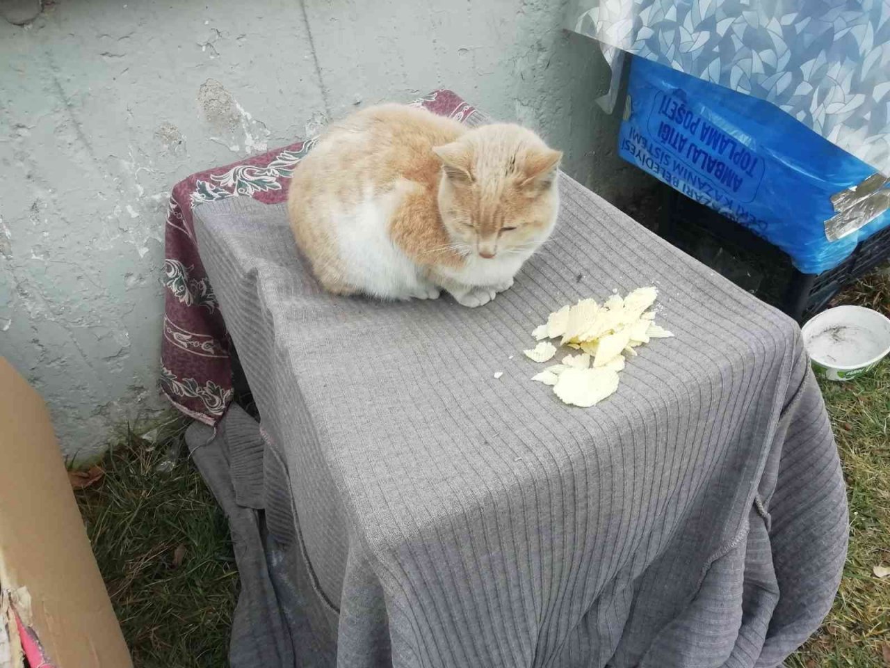 Kediler üşümesin diye kartondan evler yaptılar