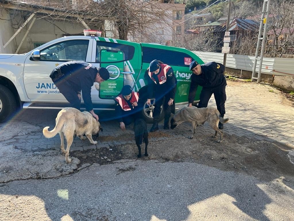 Sokak hayvanlarına jandarma şefkati