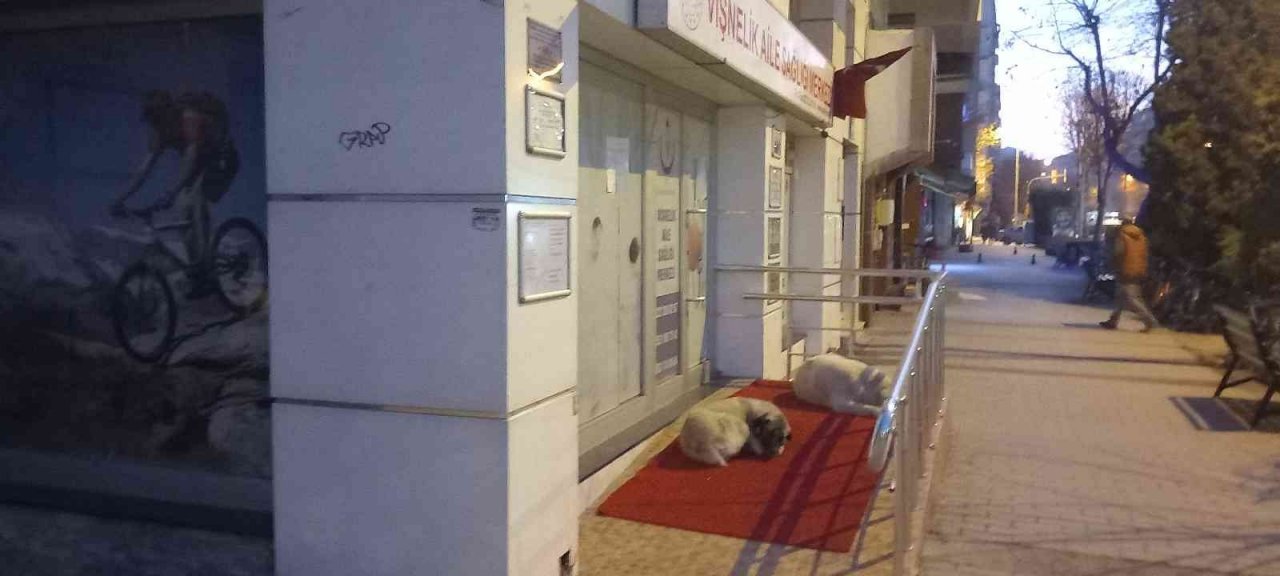 Vişnelik Aile Sağlığı Merkezi önünde sevimli köpekler geceleri nöbet bekliyor