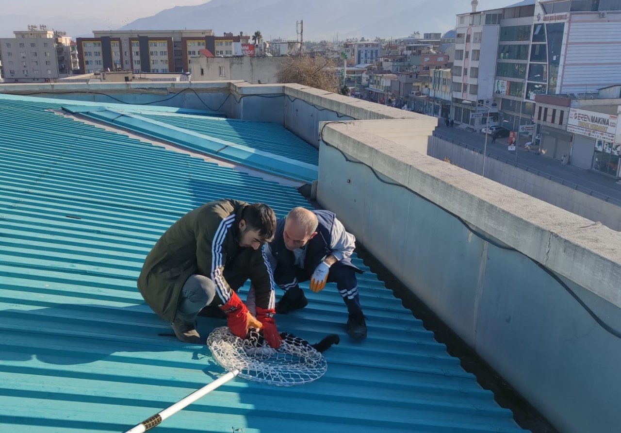 Çatıda mahsur kalan kedi kurtarıldı