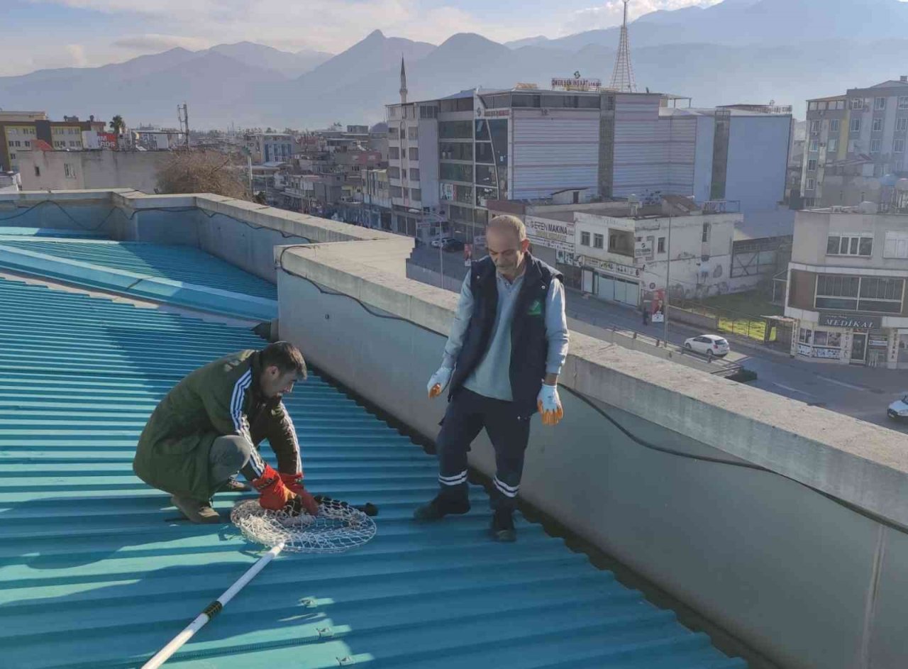 Çatıda mahsur kalan kedi kurtarıldı