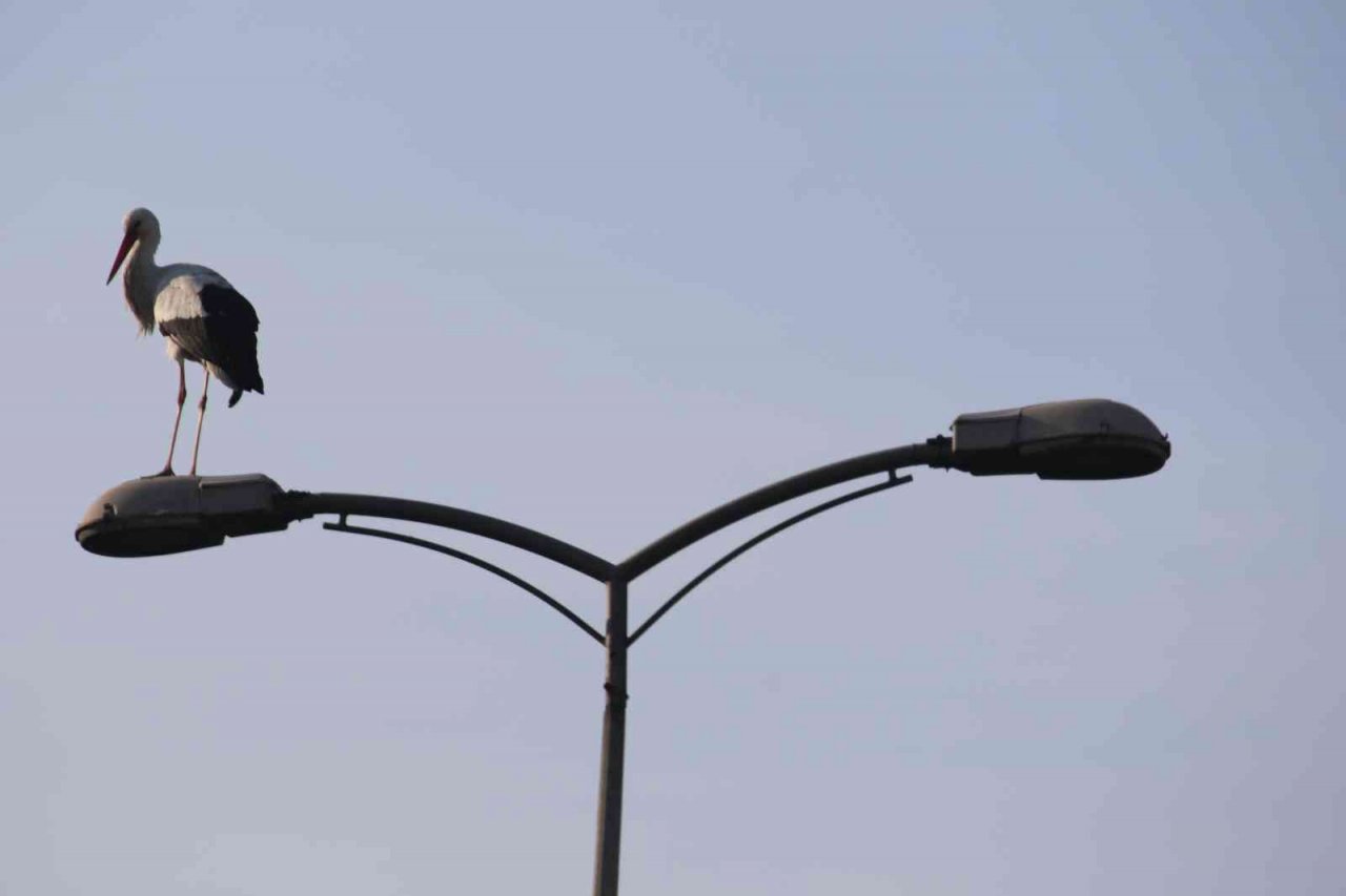 ‘Baharın habercisi’ Karabük’ü sevdi