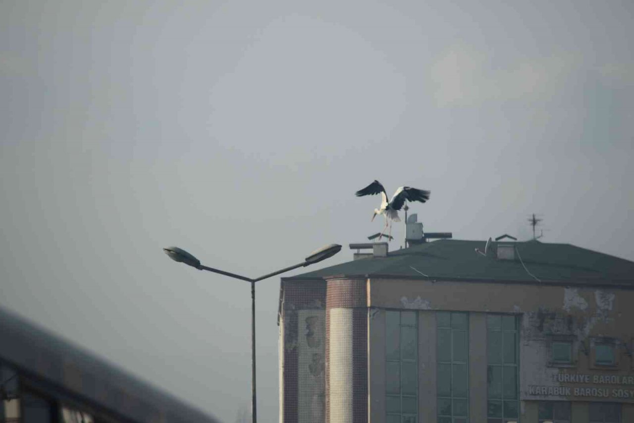 ‘Baharın habercisi’ Karabük’ü sevdi